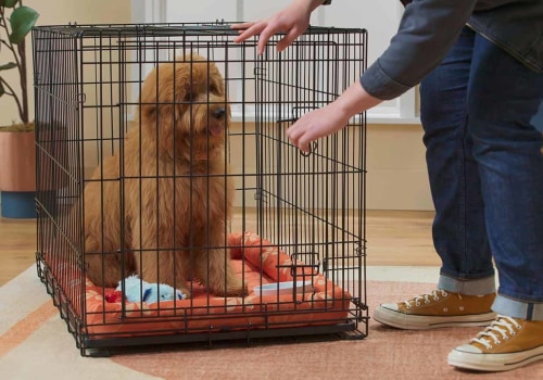 How to Train Your Puppy to Overcome Separation Anxiety